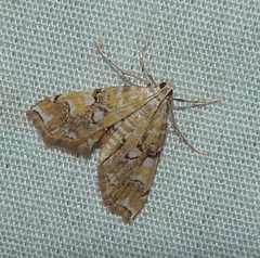 Elophila icciusalis
