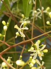 Azadirachta indica