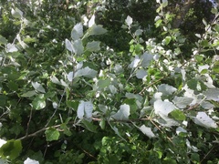 Populus alba