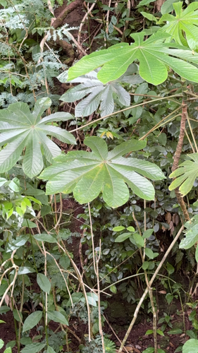 Cecropia obtusifolia observed 2026-07-26