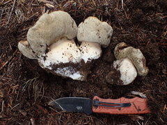 Boletus subalpinus