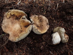 Boletus subalpinus