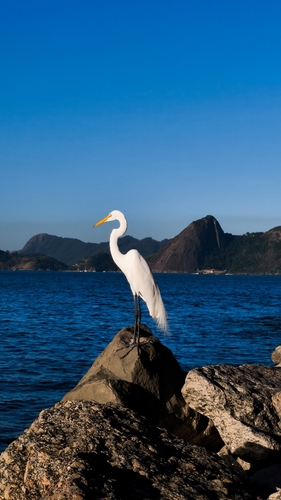 iNaturalist image