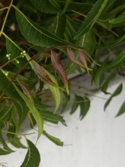 Azadirachta indica