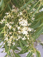 Azadirachta indica