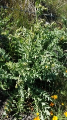 Cirsium fontinale obispoense