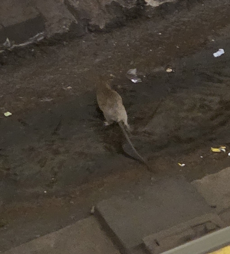 Rat photographed near here on 2026-07-26