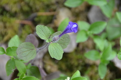 Scutellaria tuberosa