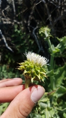 Cirsium fontinale obispoense