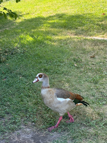 iNaturalist image
