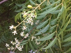 Azadirachta indica