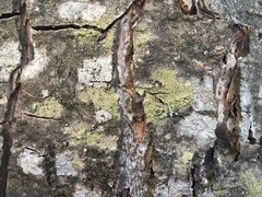 Lecidella flavosorediata