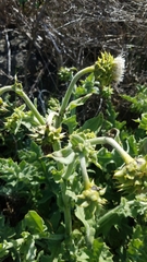 Cirsium fontinale obispoense