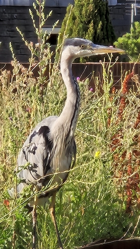 iNaturalist image