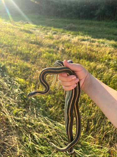 Plains Garter Snake