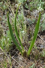 Colchicum bulbocodium versicolor