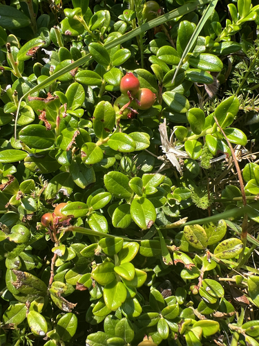 Mountain Cranberry