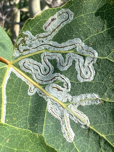 Aspen Serpentine Leafminer Moth