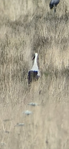 iNaturalist image