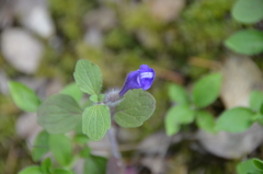 Scutellaria tuberosa