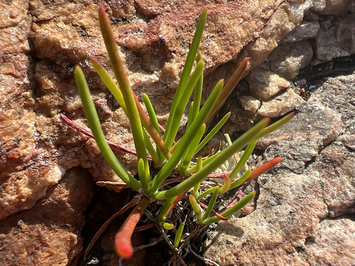 Plantago maritima juncoides