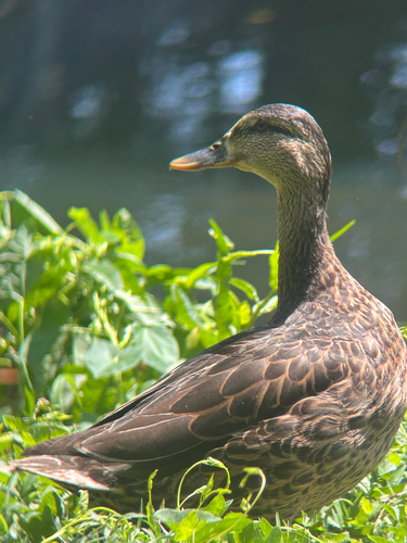 iNaturalist image