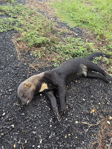 Tayra