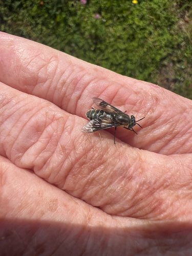 Bothersome Deer Fly