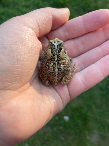American Toad