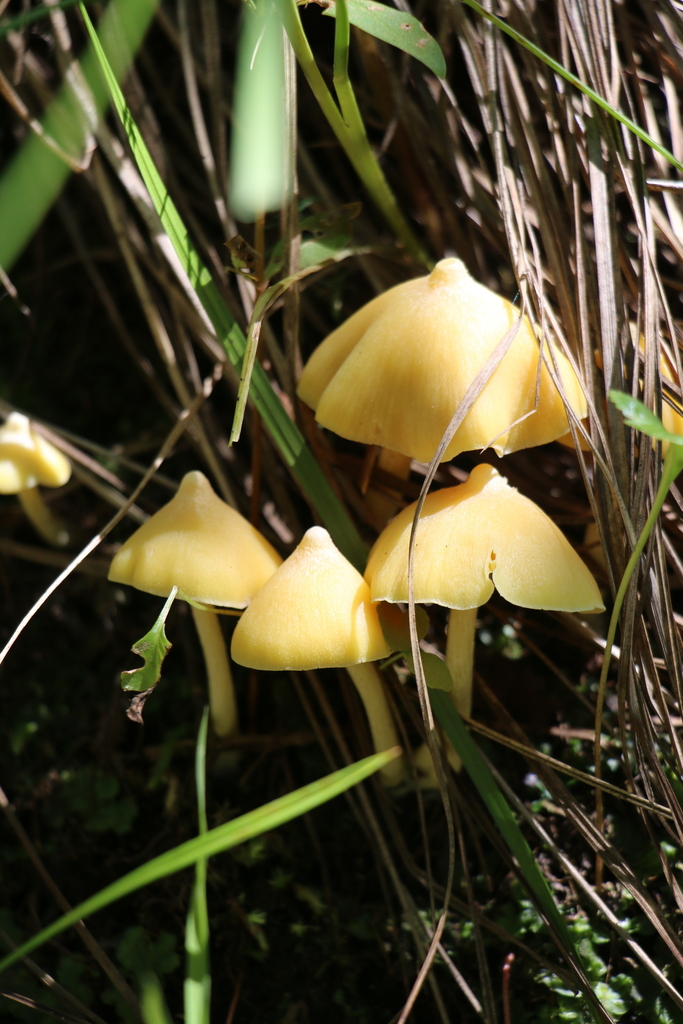 Yellow Unicorn Entoloma · July 2026 · photo: Photo: (c) Zihao Wang, some rights reserved (CC BY) · iNaturalist