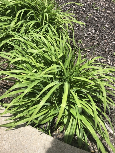 Hemerocallis dumortieri iNat (2)