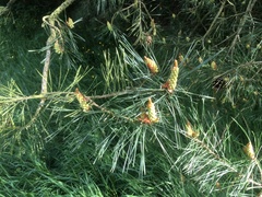 Pinus