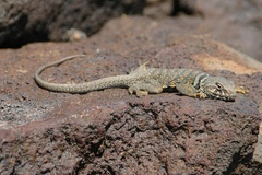 Great Basin Collared Lizard photo 1