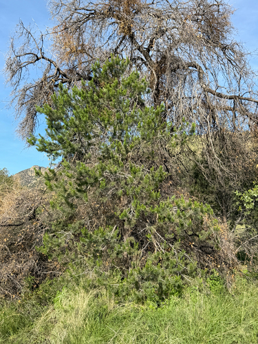 Pinus cembroides, photograph 5