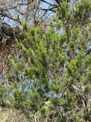 (c) CK2AZ, some rights reserved (CC BY) Pinus cembroides, photograph (c) CK2AZ, some rights reserved (CC BY)