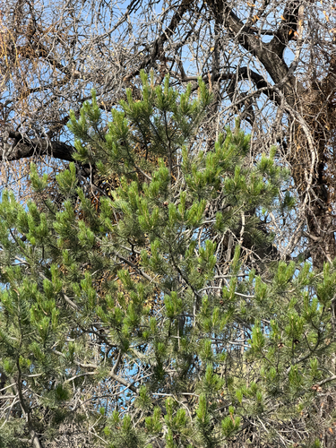 Pinus cembroides, photograph 4