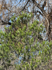 (c) CK2AZ, some rights reserved (CC BY) Pinus cembroides, photograph (c) CK2AZ, some rights reserved (CC BY)