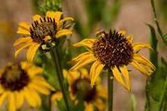 Helianthus laciniatus