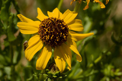 Helianthus laciniatus