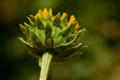 Helianthus laciniatus