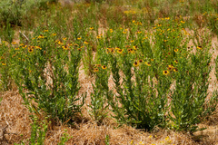 Helianthus laciniatus