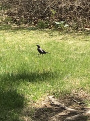 Euphagus cyanocephalus