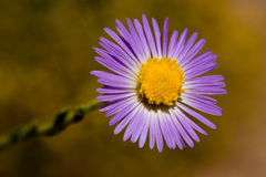 Psilactis asteroides