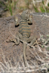 Great Basin Collared Lizard photo 2