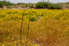 Psilactis asteroides