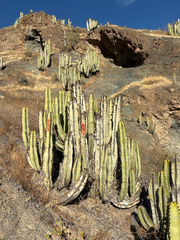 Neoraimondia arequipensis
