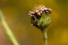 Psilactis asteroides