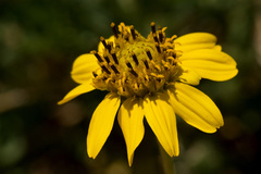 Verbesina rothrockii