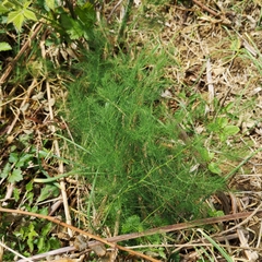 Asparagus tenuifolius