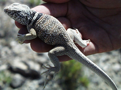 Great Basin Collared Lizard photo 3